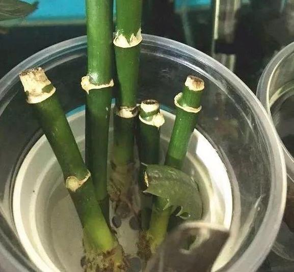 刚买回来的富贵竹怎么不发芽,买的富贵竹不生根怎么办