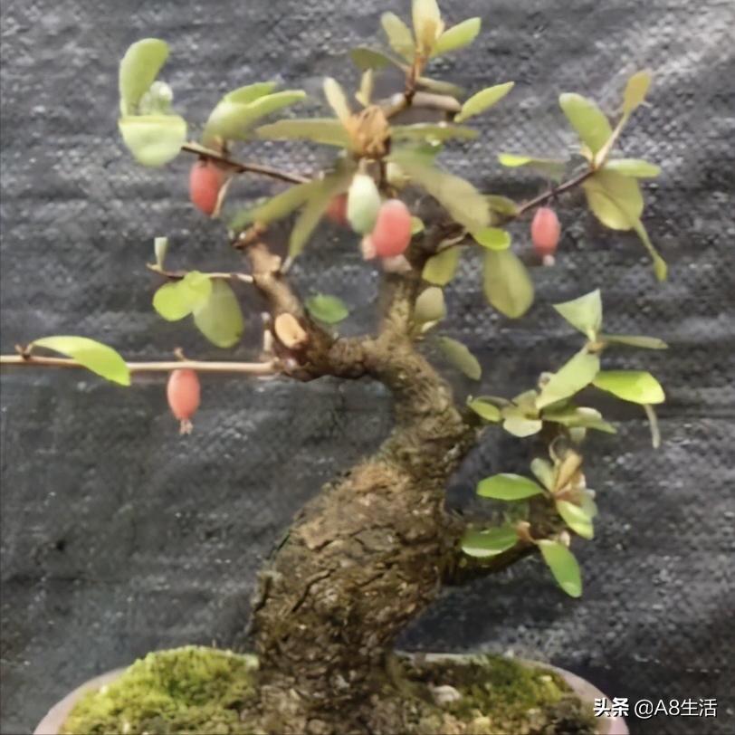 种羊奶果的前景,羊奶果种植基地在哪