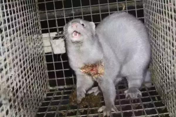 外媒炸裂！奢侈品全面*制抵**皮草，只为让更多人意识到背后的残酷