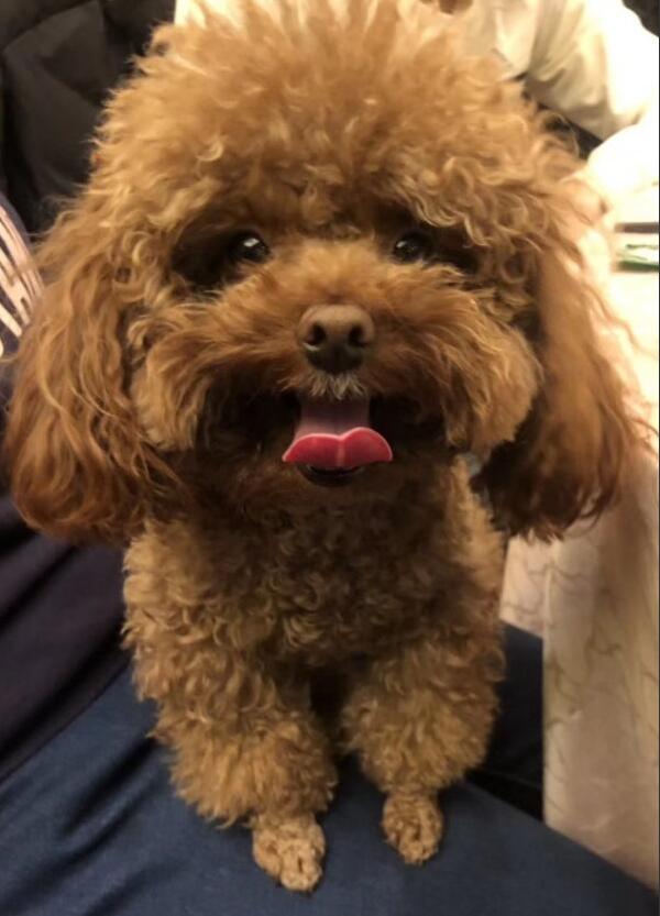 泰迪绒的优点和缺点,泰迪有什么缺点和优点