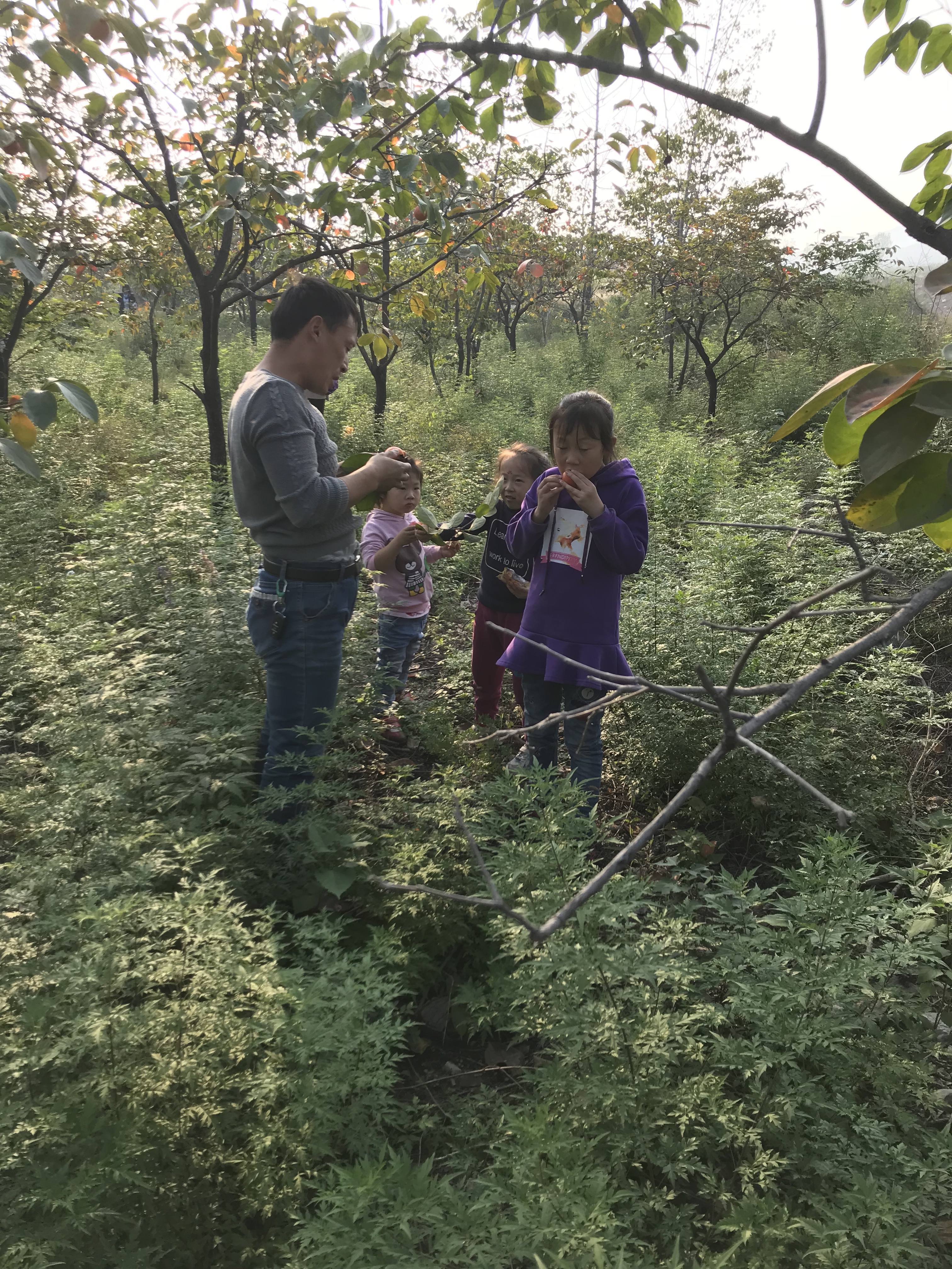 客官留步柿子红了图片,柿子红了我们一起去摘