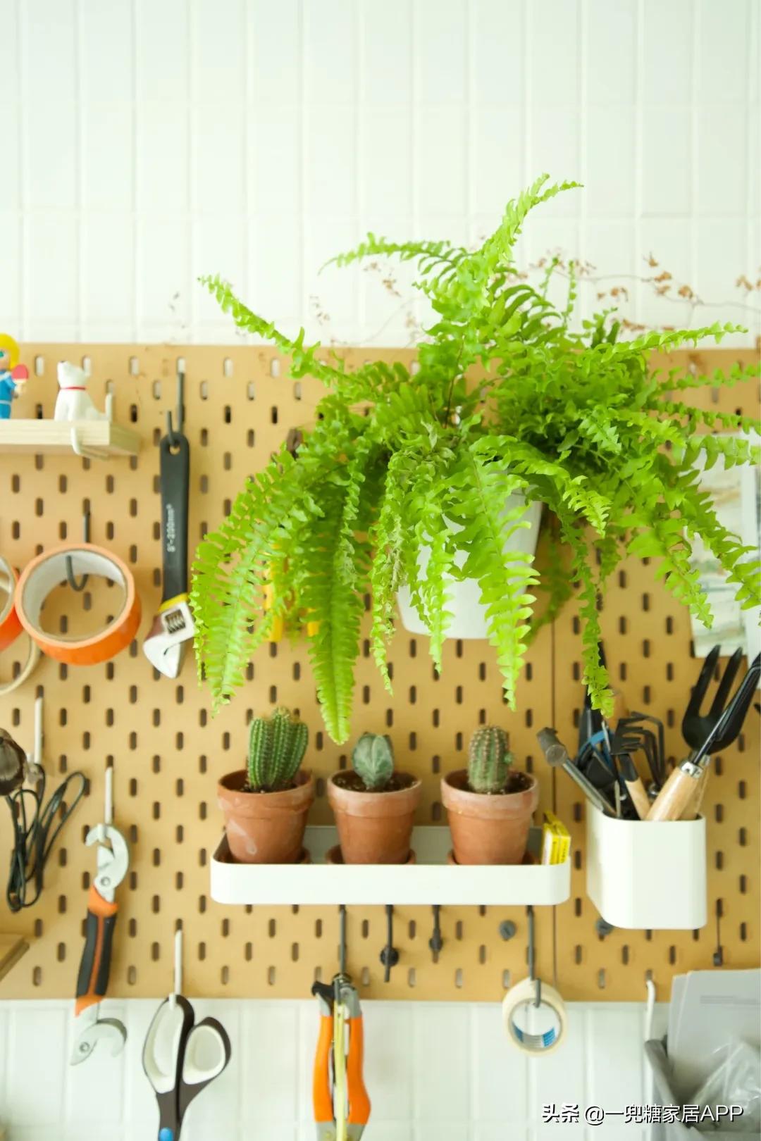 手残党绿植大全,给大家推荐几款超好养的绿植