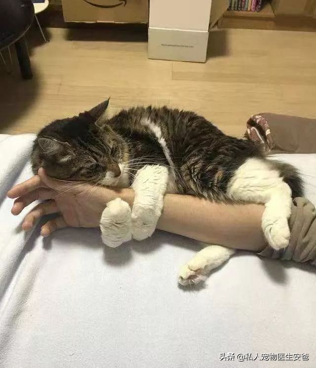 我们经常使用的护肤品，对猫咪有害吗？