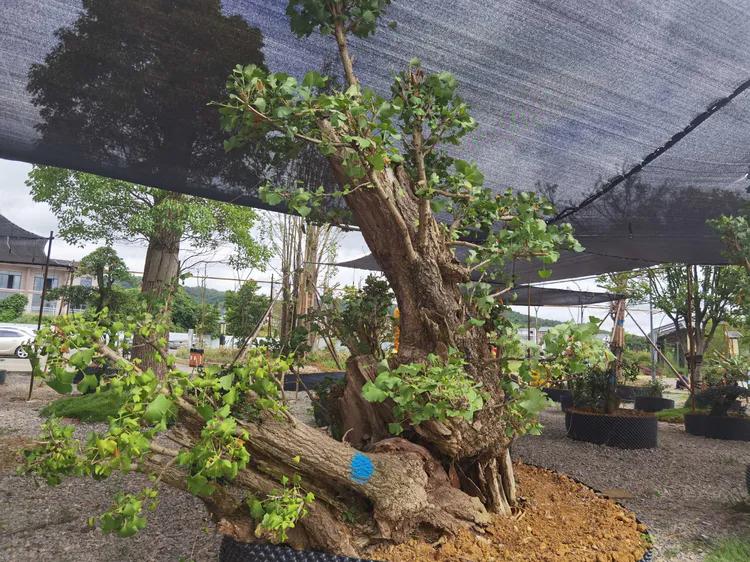 贵州蓬莱仙界旅游攻略,白云区蓬莱仙界景点介绍