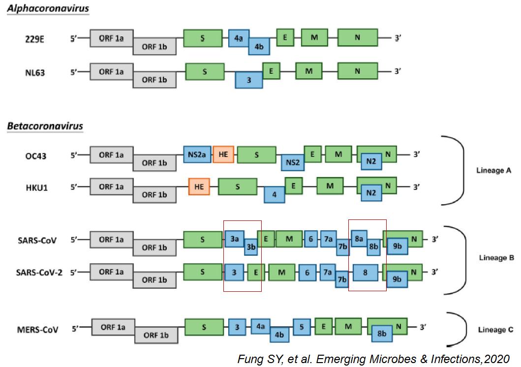中医科学院任丽丽,任丽丽