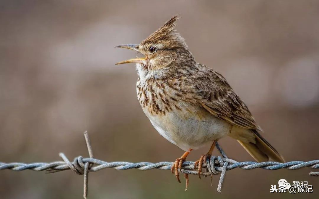 皇城根脚下,那是开封大爷遛鸟的天地