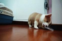 医生用X光片告诉你,蠢萌的宠物们,会不小心吃下什么可笑的东西