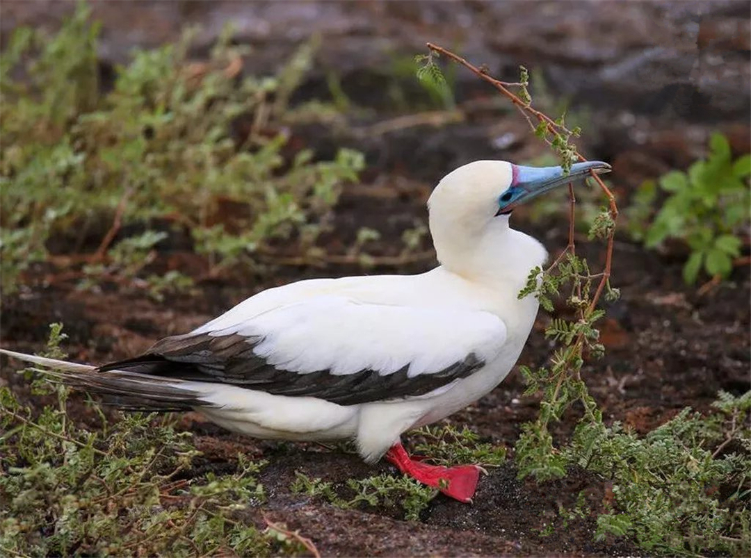 西沙群岛鸟有几种,西沙群岛上有哪些不常见的鸟