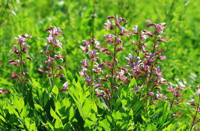 白鲜花瓣白带粉，粉身碎骨救他人