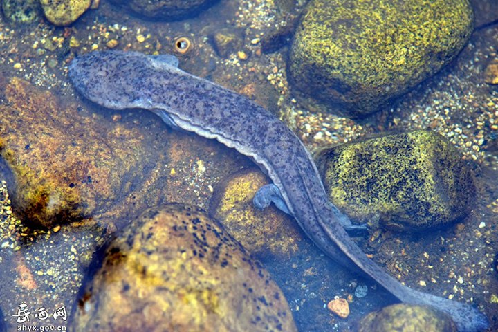 2021澶ч驳澧炴畺鏀炬祦宸ヤ綔鎬荤粨,澶ч驳澧炴畺鏀炬祦娲诲姩