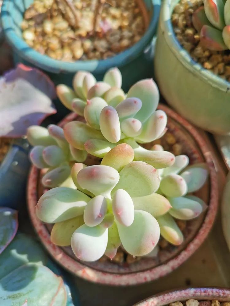 适合北方阳台党养的多肉,适合养在北阳台的多肉