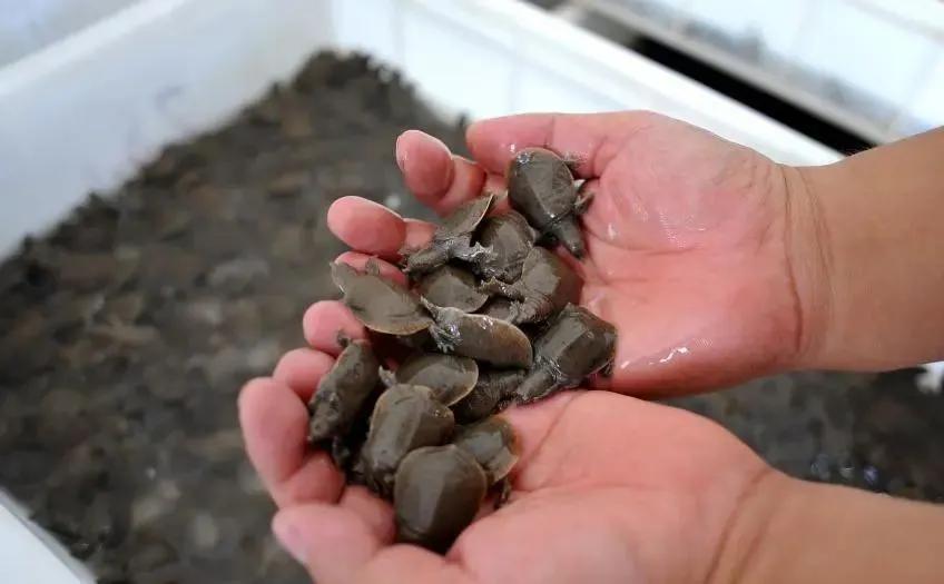 官方明确了!中华鳖、乌龟等不入禁食名录