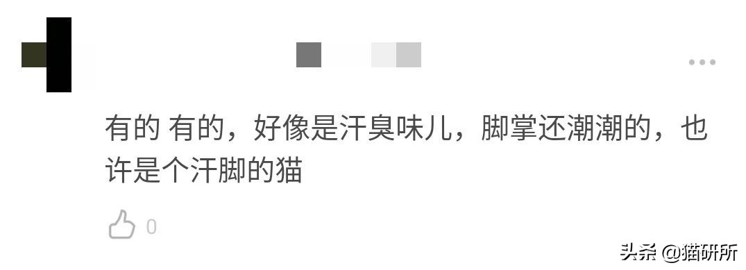 猫咪的脚丫子总是猫屎味 (为啥猫咪脚丫子臭)