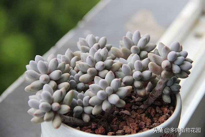 婴儿手指怎么养才能爆盆,婴儿手指怎么养的又胖又圆