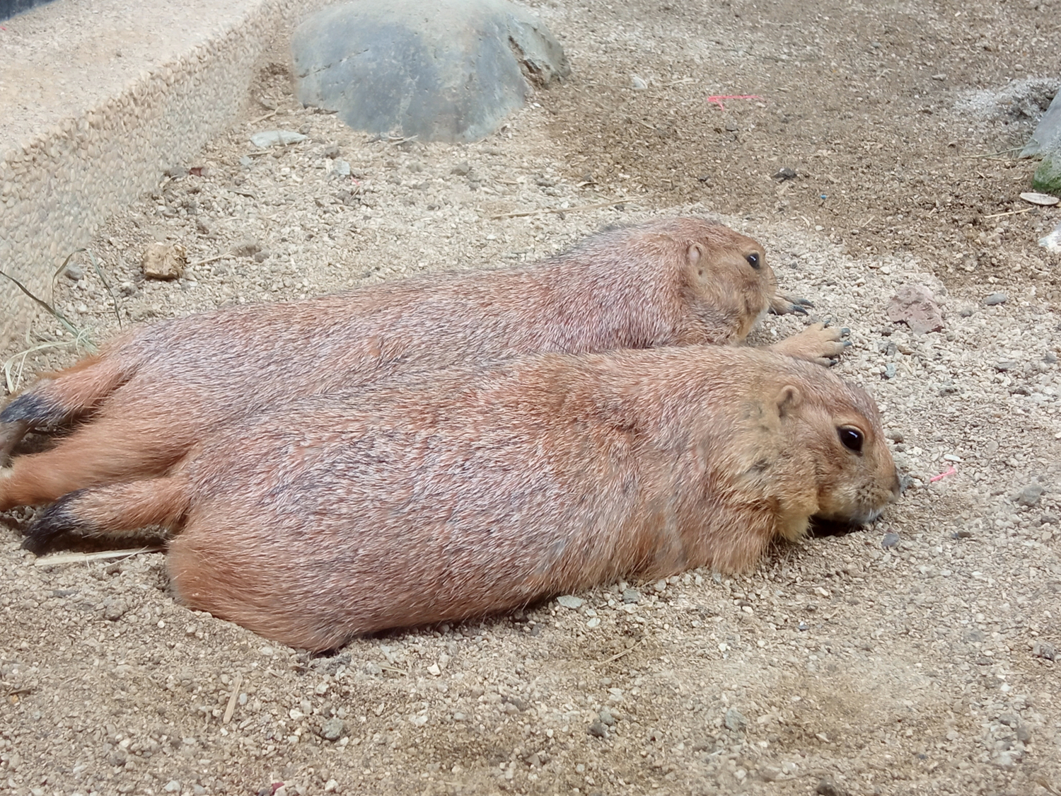 红米9值得入手,红米9值得入手吗