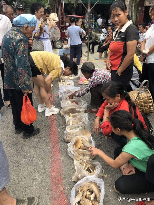 贵州仓更板栗基地地址,贵州板栗在哪里