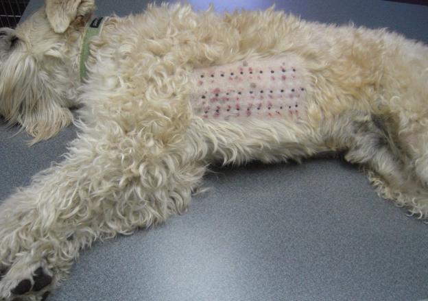 狗狗脓皮病越来越多怎么办,狗狗皮肤发红有皮屑怎么治比较好