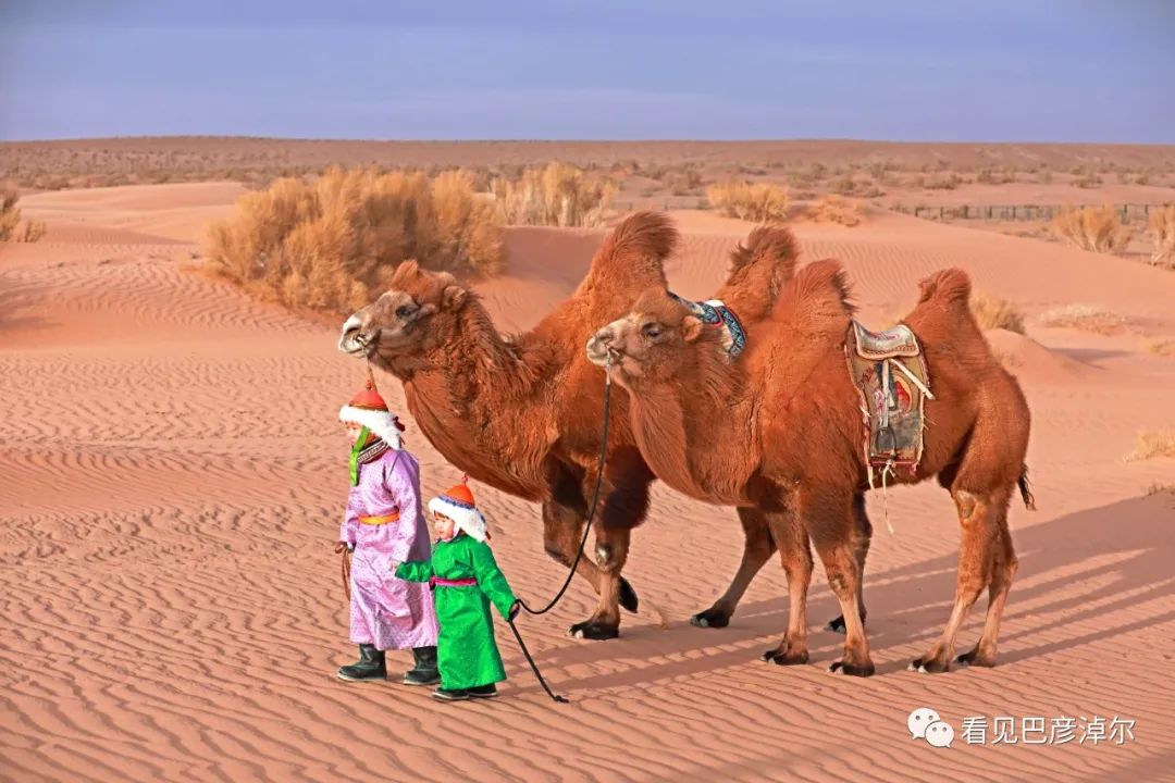 戈壁红驼，乌拉特草原上的珍珠