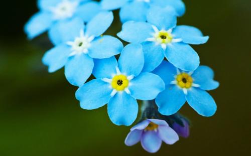 随处可见的小花，却代表着最真挚的爱