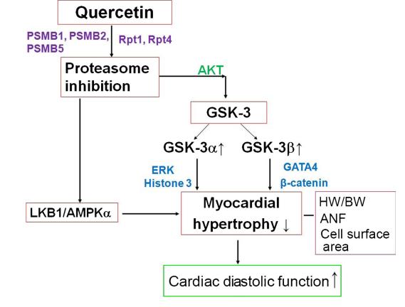 槲皮素对治疗肺部疾病有效果吗,槲皮素的抗炎免疫及部分机制研究