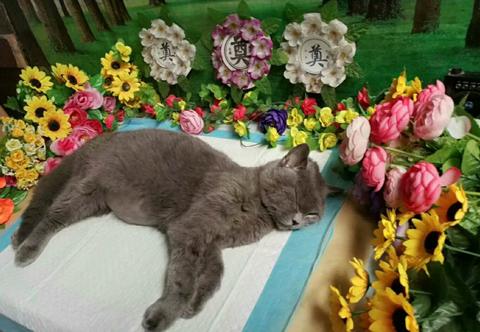 宠物老鼠死了怎么处理,宠物狗死了怎么处理