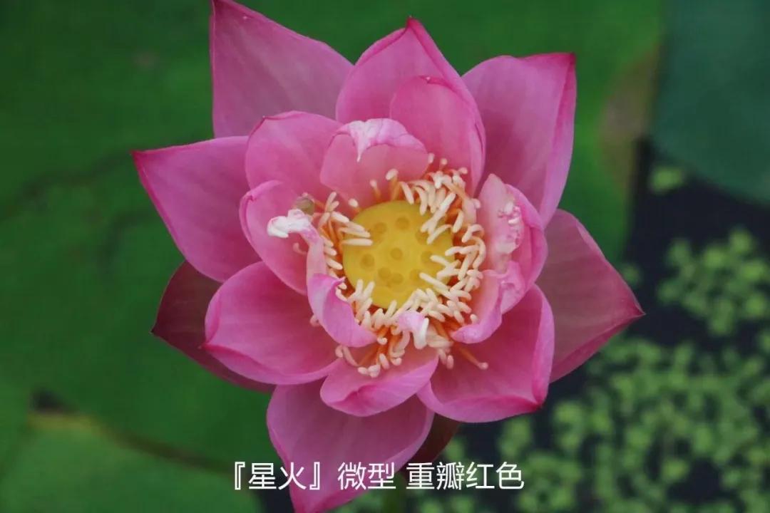 碗莲跟睡莲哪个适合鱼缸养鱼,睡莲和碗莲哪个适合在水缸养