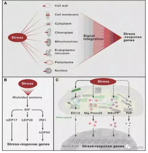 Cell朱健康院士综述植物非生物胁迫信号转导