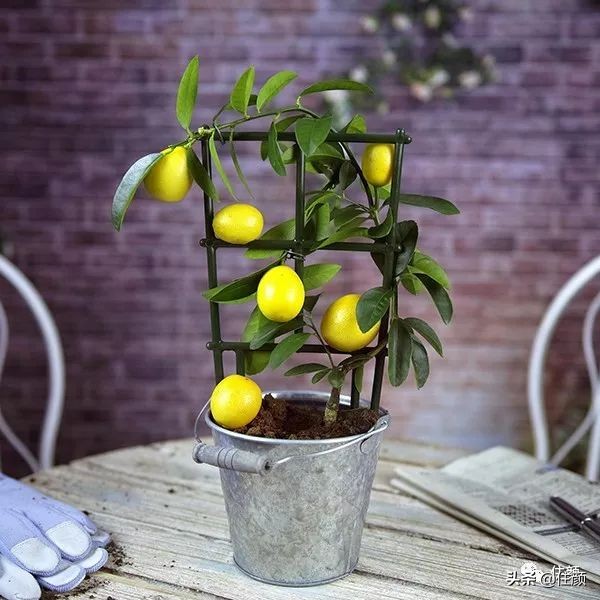 柠檬树装饰材料,柠檬树家居用品
