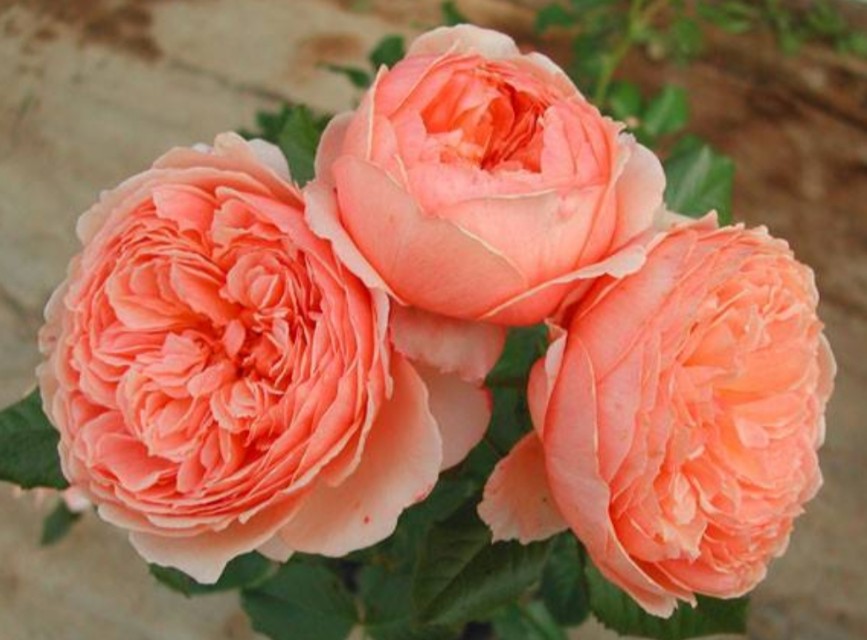 花中皇后月季花视频,小玫瑰月季怎么养护和管理