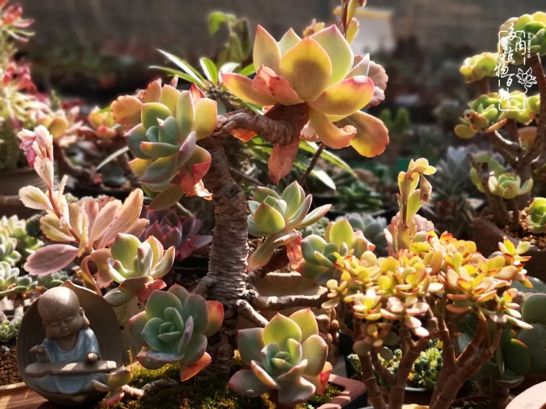 围观多肉版武林大会，一起穿越吧,下