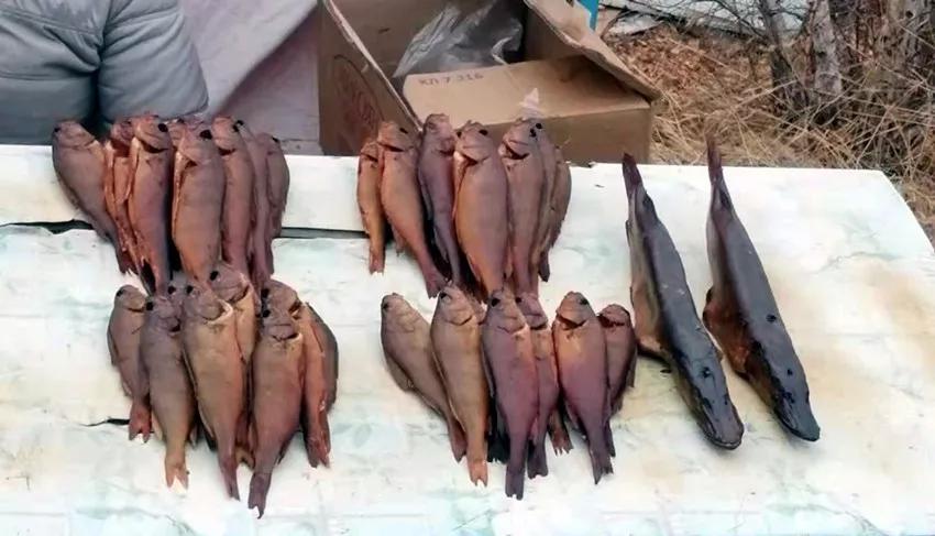 一啸渔乐霸道钓组,一啸渔乐最新视频