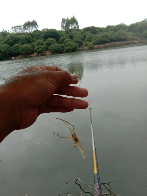 对付虾闹窝的绝招,防止虾闹窝