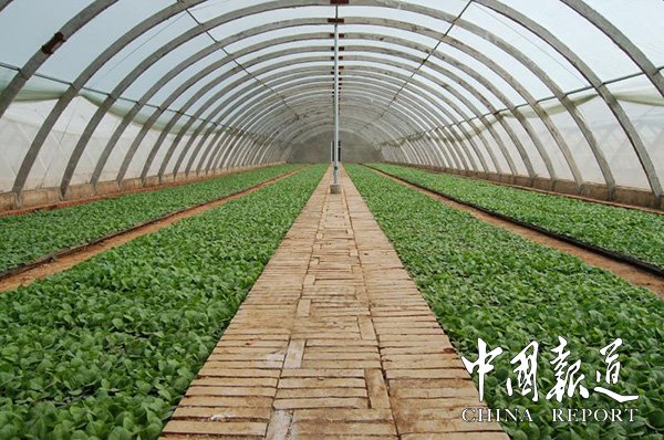 山西省垣曲县金叶烤烟购销有限公司发展烟叶种植助力脱贫攻坚