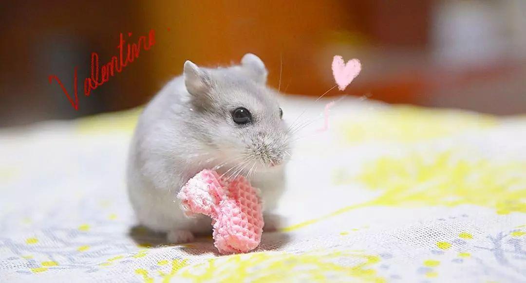 仓鼠眼睛突出意味着上火?