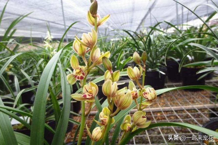 家里养兰怎么不开花,建兰秋天的养护方法