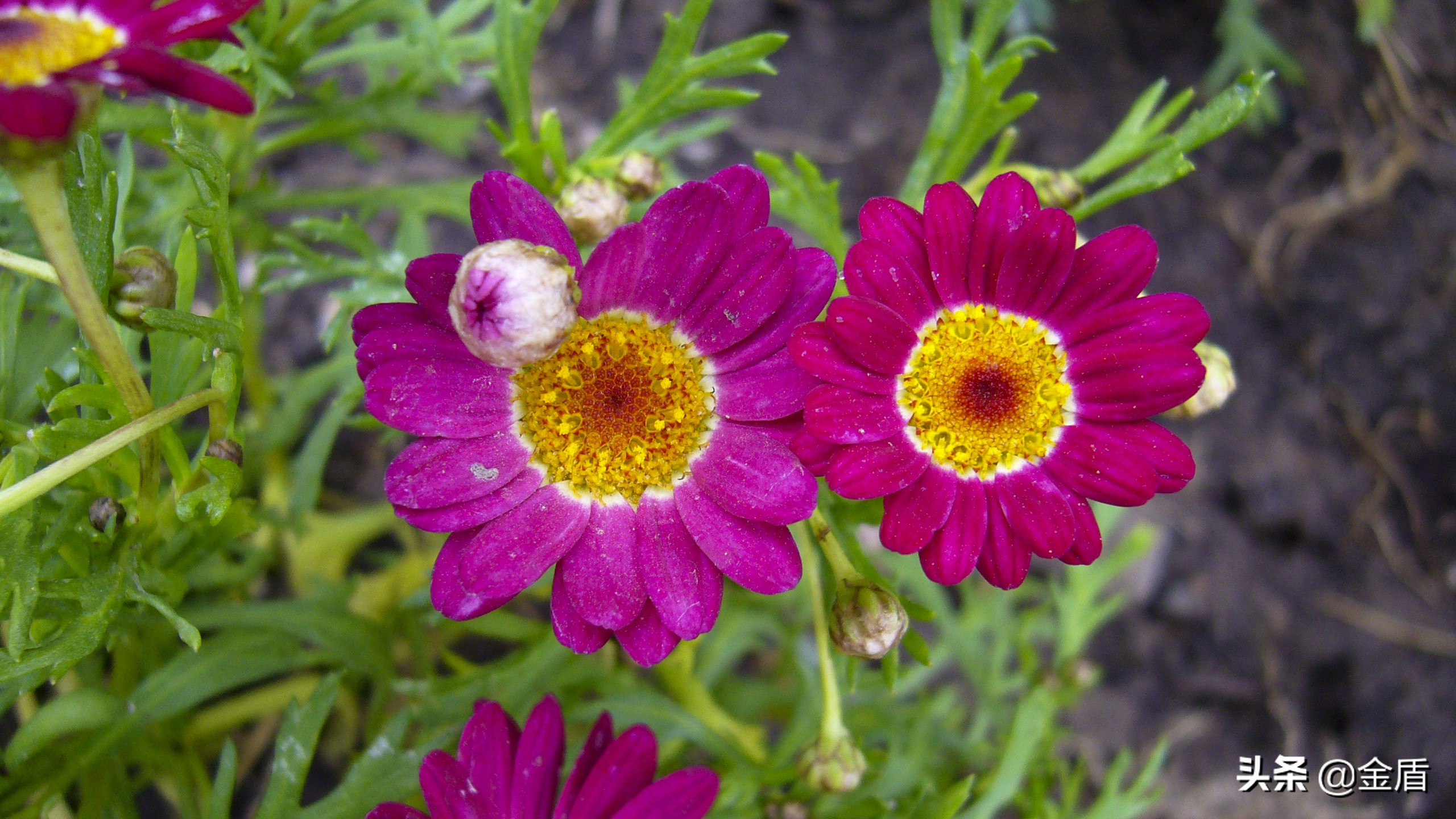 木茼蒿图文,五彩斑斓的观叶植物