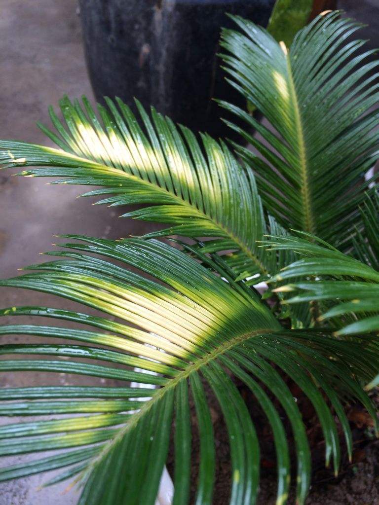 移栽的铁树为何叶子变黄了,铁树叶子变黄怎么办