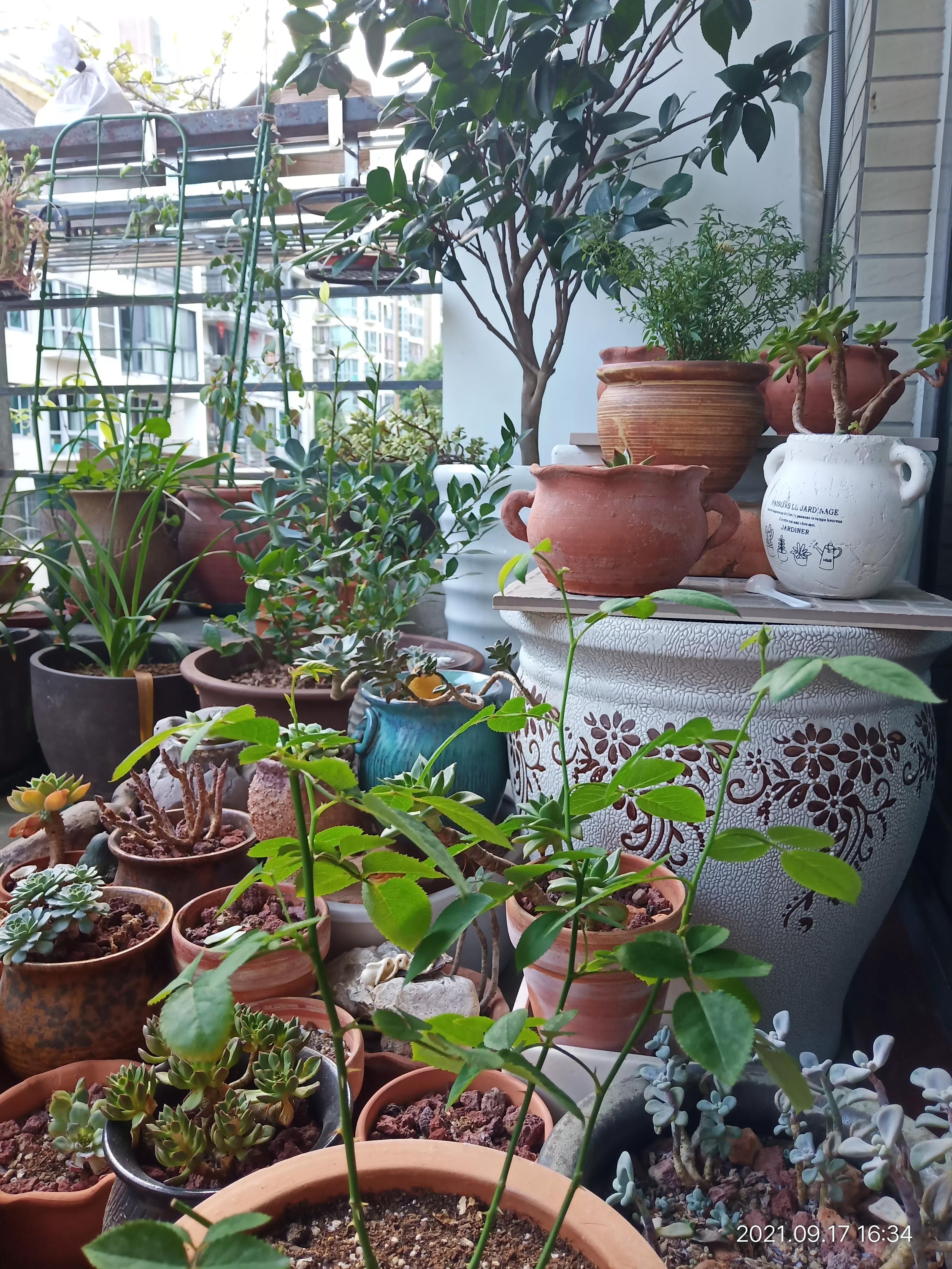 松红梅醒花方法,松红梅催花