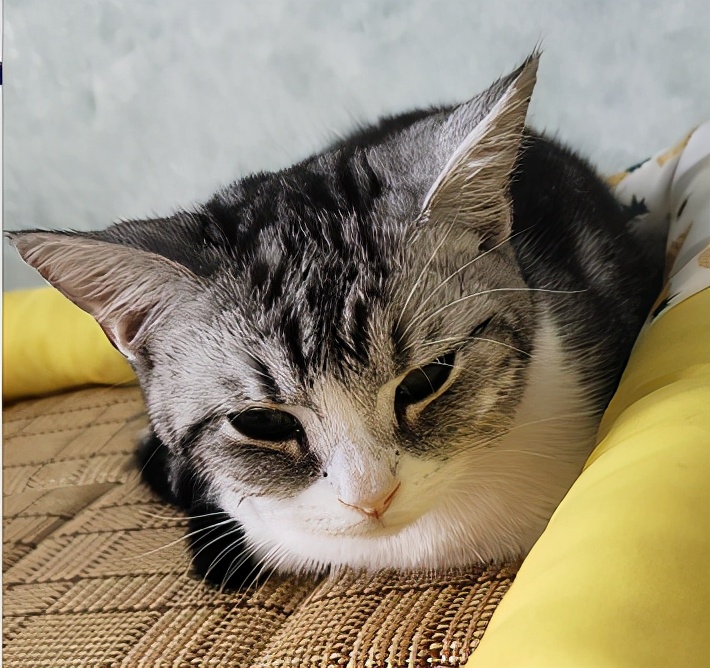 团子猫传腹治好了吗,团子的猫传腹