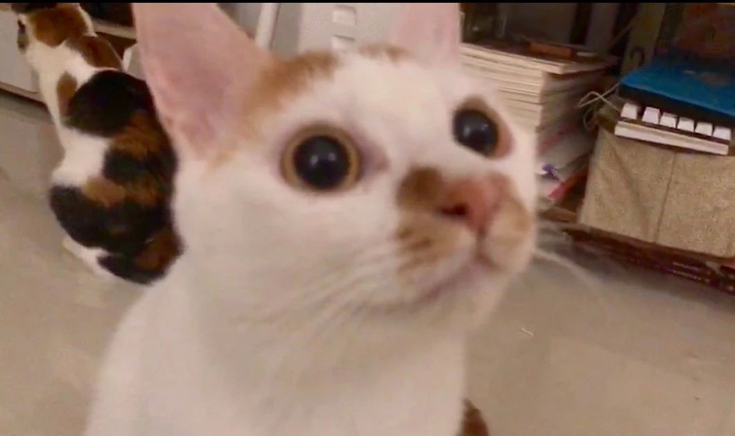 什么情况下猫粮能吃死猫,进口食品需要注意什么