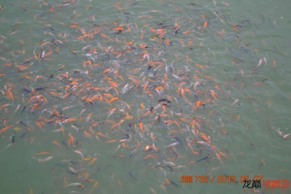 锦鲤苗成长,日本锦鲤水花苗成长