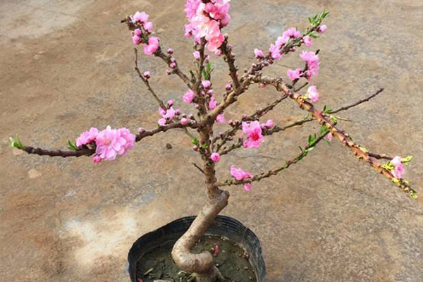 轻土桃花盆栽,桃花盆栽水培
