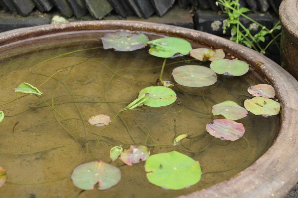 适合栽在庭院的多肉,庭院地栽多肉设计