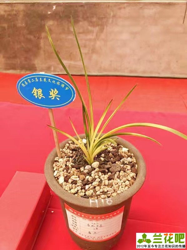 兰花观叶品种推荐,玉兰什么品种开花最香