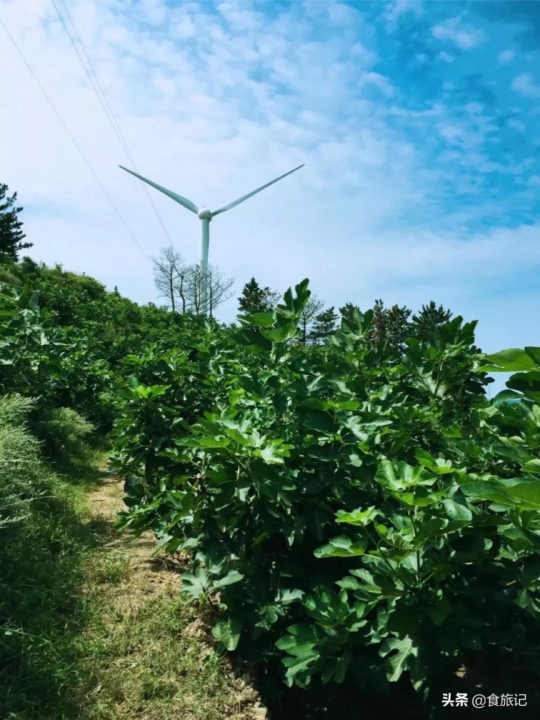 人送外号“树上糖包子”的无花果到底多好吃？
