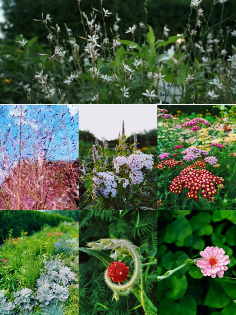 北京这个学校很“火”!坐拥3大花园、果园、动物园,集美貌与知识于一体!