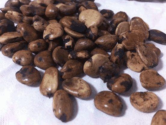 山竹吃完“核”别丢,丢水里,7天就发芽,赏完盆栽还有果子吃