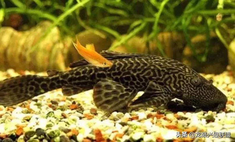 这门婚事我反对图片,哪种清道夫可以和锦鲤一起养