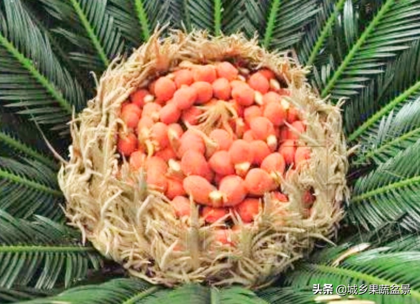 铁树盆景养殖技巧,铁树盆景制作全过程