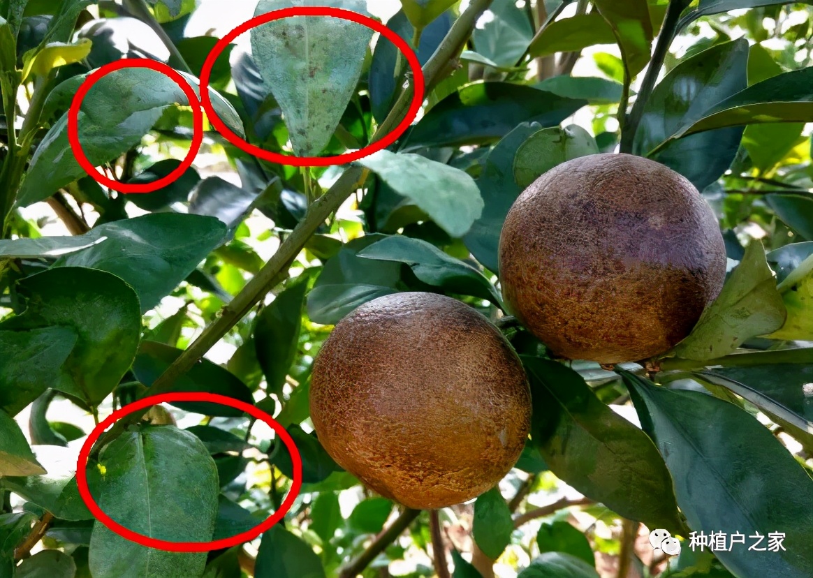 天天下雨柑橘树锈壁虱多吗,柑橘锈壁虱几月份打药
